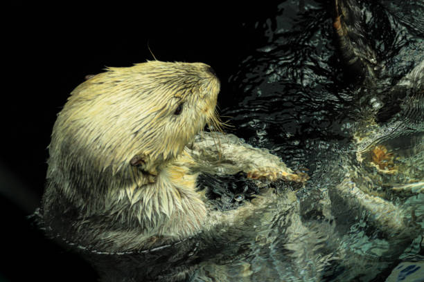 istock Sea otter floating in the water 1334887845