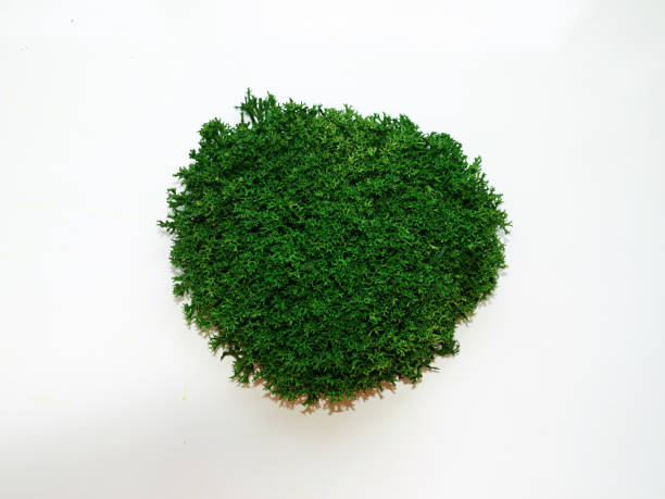 istock green stabilized moss hummock for decoration on white background 1334890473