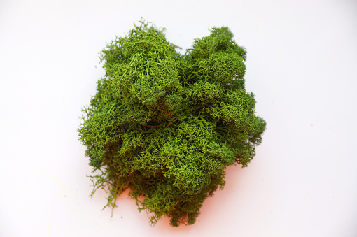 light green stabilized forest moss for decoration on white background close-up