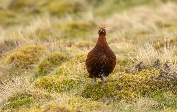 istock Red Grouse male in Springtime facing camera 1334890590