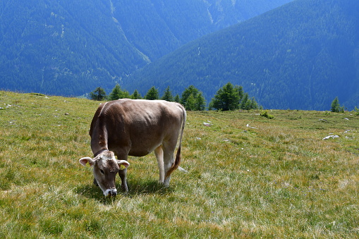 Cows on the pasture in South Tyrol