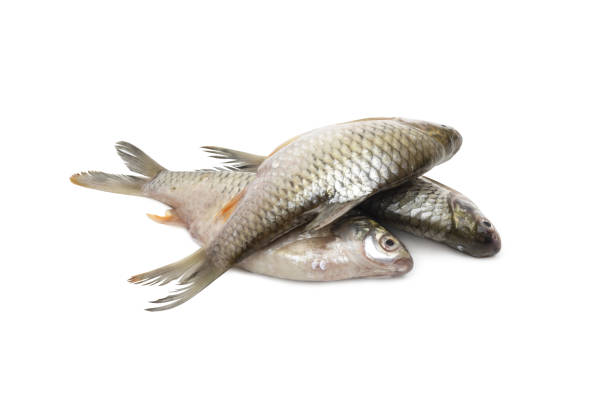 istock A pile of fresh silver barb fish on an isolated white background 1334891282