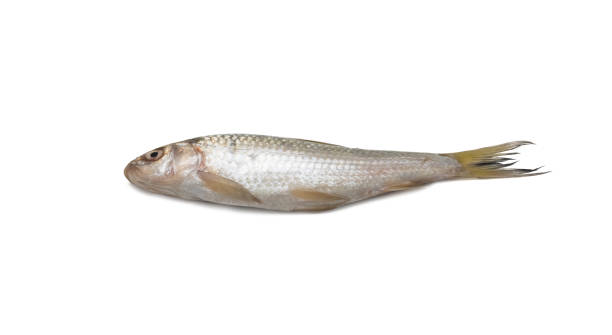 istock Fresh raw shiny fish isolated on white background 1334891454