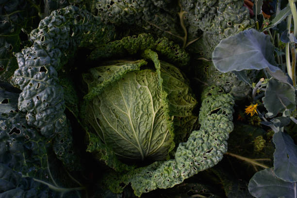 istock Close up of cabbage head 1334891601