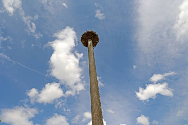 istock White storks nest on a pillar in the city 1334891746
