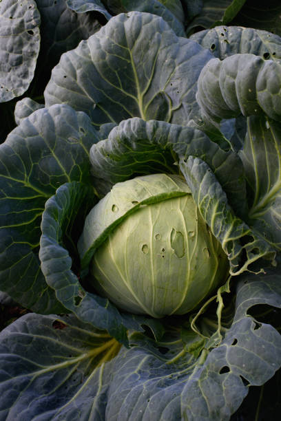 istock Close up of cabbage head 1334891851