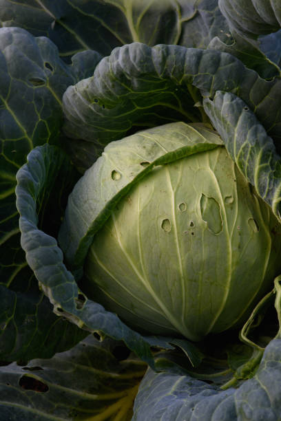 istock Close up of cabbage head 1334892489