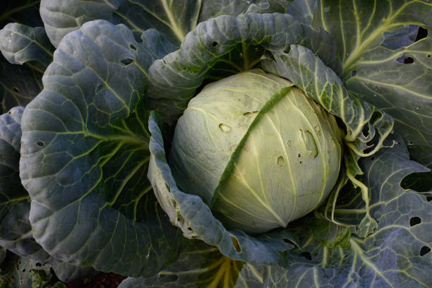 istock Close up of cabbage head 1334893166