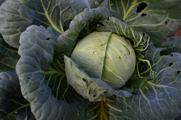 istock Close up of cabbage head 1334893329
