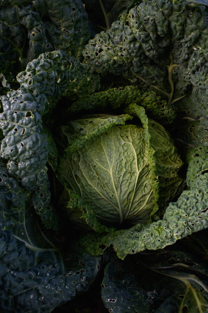 istock Close up of cabbage head 1334893645