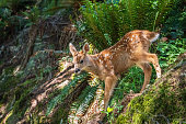 Deer and Fawn in Woods