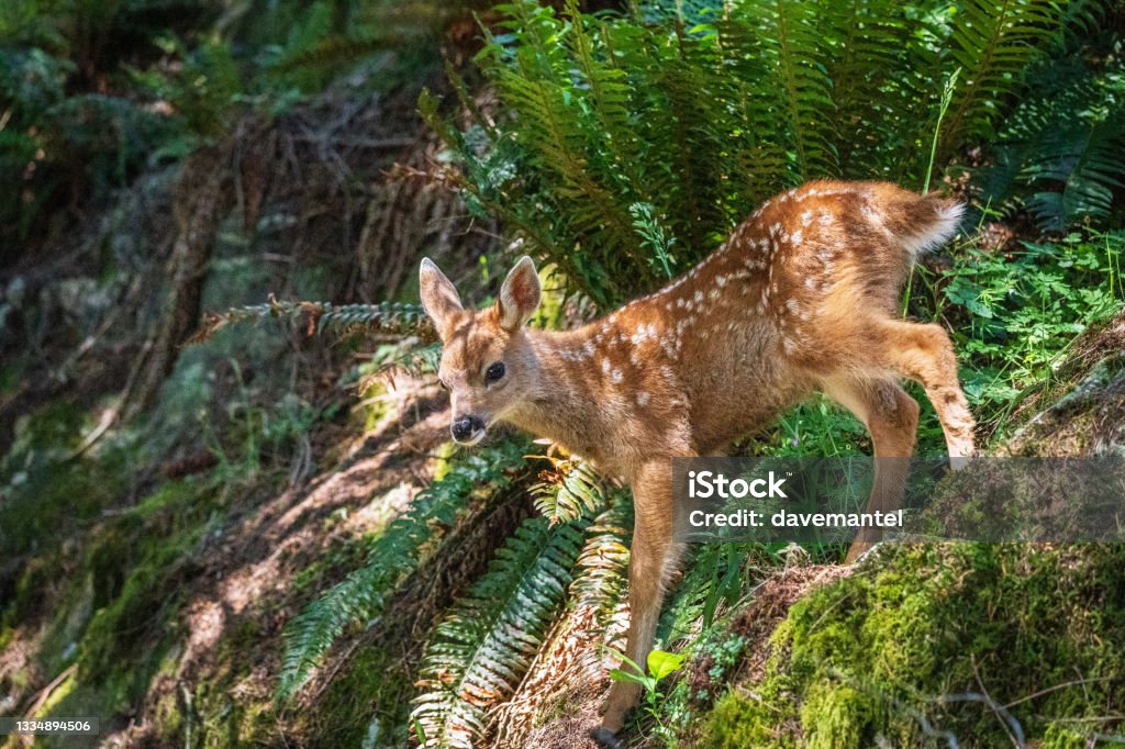 Deer and Fawn in Woods Family of deer in the woods in Sooke, BC. Doe Stock Photo