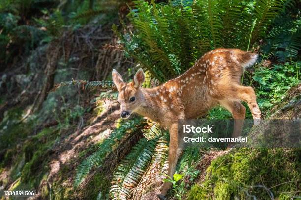 Deer And Fawn In Woods Stock Photo - Download Image Now - Doe, Cute, Animal