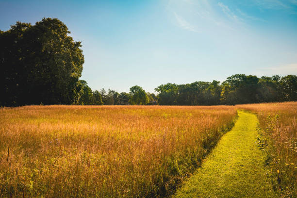 Peaceful prairie with gold-colored grasses and tall trees under bright blue sky in New England, America.