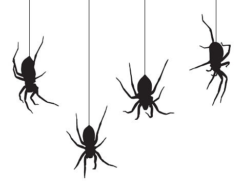 Four black spiders hanging from their webs on a white background.