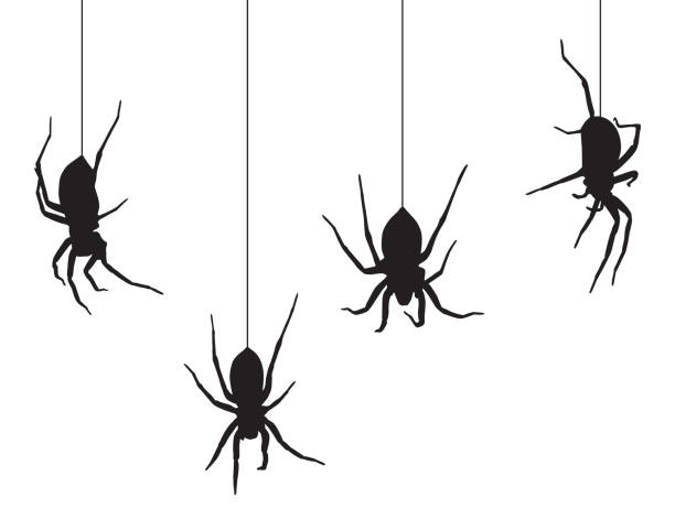 Four Black Spiders Hanging From Their Webs Four black spiders hanging from their webs on a white background. spider stock illustrations