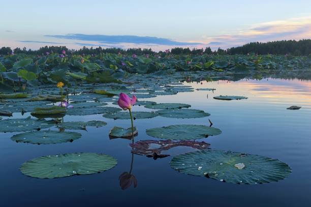 nascer do sol no paraíso. magia do amanhecer no lago lotus. - pond water lily water drop - fotografias e filmes do acervo