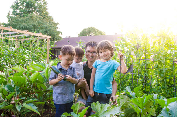 istock Chinese father harvesting vegetable with children 1334897660