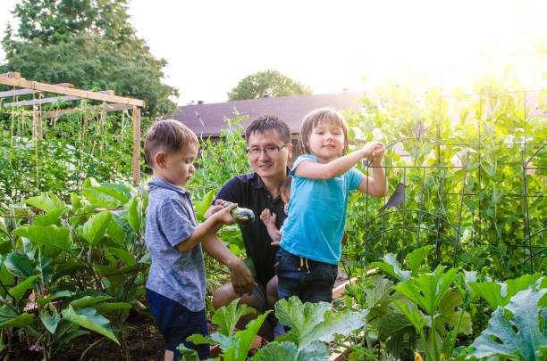 istock Chinese father harvesting vegetable with children 1334898050