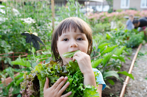 Young mixed race girl eating green lettuce from  home garden with mother in background