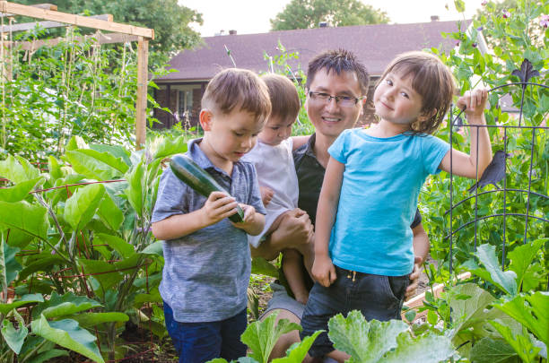 istock Chinese father harvesting vegetable with children 1334898306