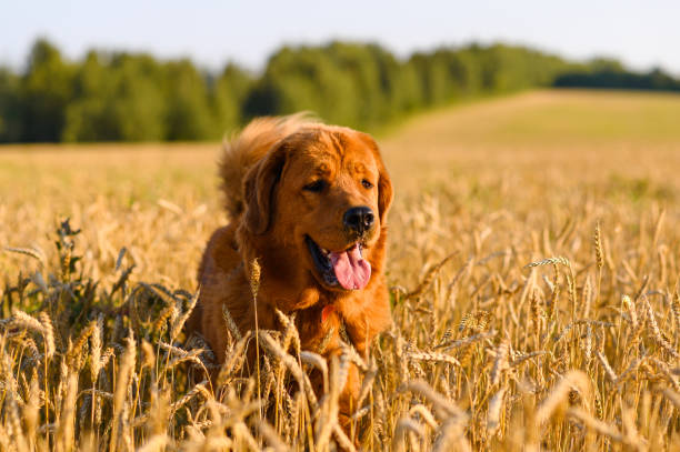 istock a red-haired large dog walks in the evening across a field with golden spikelets 1334898708