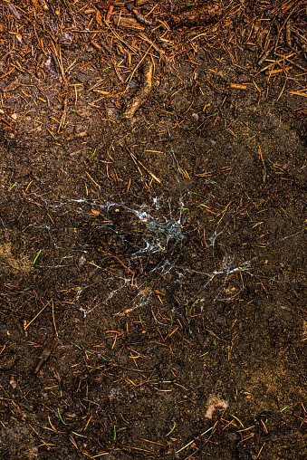 Sap on the forest floor.