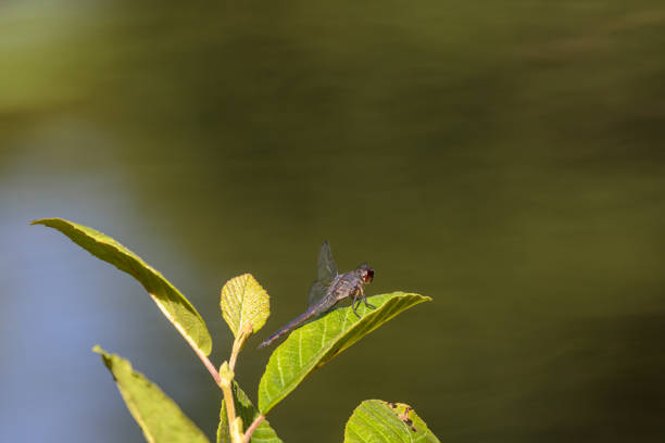 Slaty Skimmer Dragonfly