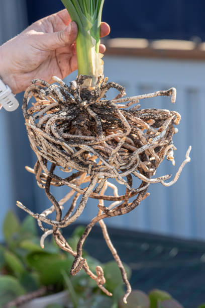 istock Massive root system of a plant being re-potted.. 1334900770