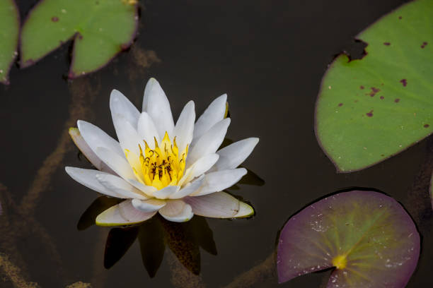 istock White And Yellow Water Lily 1334900898