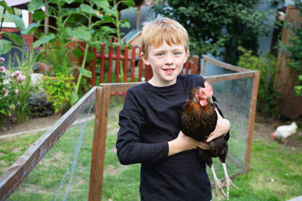istock Boy in garden holding chicken 1334902641