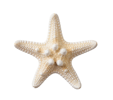 Knobby starfish isolated on a white background. One dried five finger fish or sea star macro. Summer vacations and sea holidays design element for greeting card, postcard and banner. Top view.