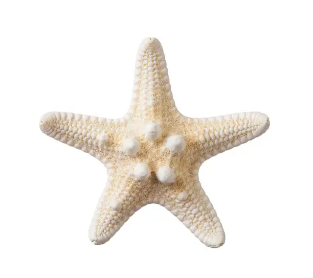 Photo of Knobby starfish isolated on a white background. One dried five finger fish or sea star macro. Summer vacations and sea holidays design element for greeting card, postcard and banner.