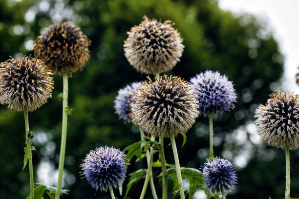 пучок круглой круглой формы echinops spaerocephalus - echinops spaerocephalus стоковые фото и изображения