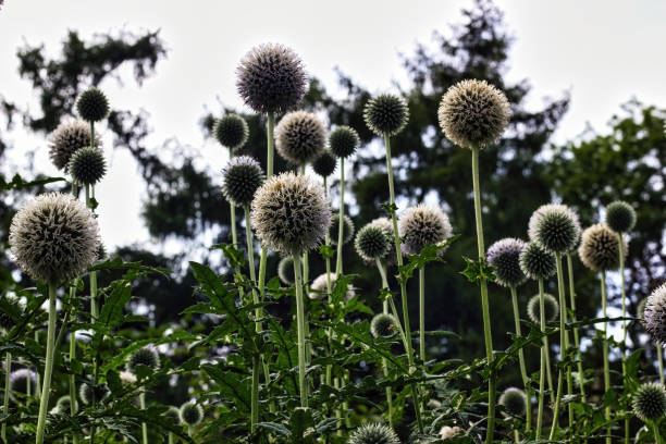 istock Bunch of round  spherical circular shape Echinops spaerocephalus 1334906235