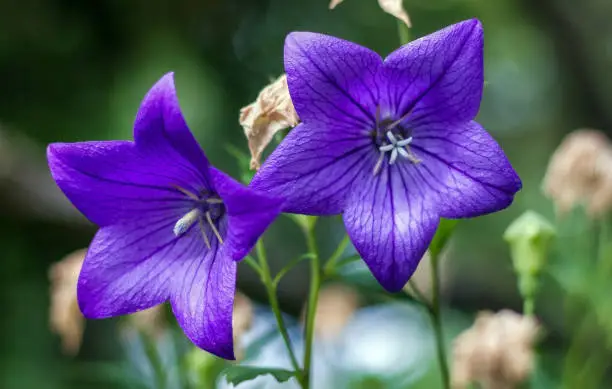 Photo of Close-up of Platycodon grandiflorus flower