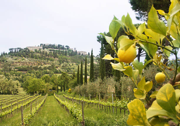 istock Tuscany vineyards and lemon tree 1334906408