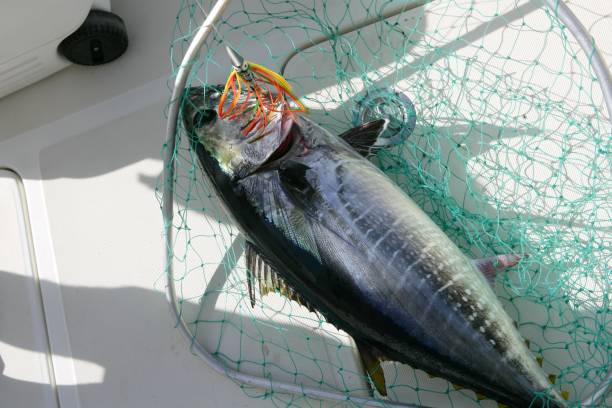 istock Blue fin tuna Mediterranean fishing and release 1334907494