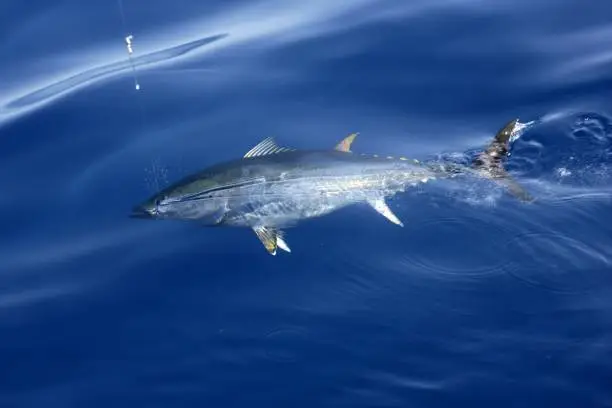 Photo of Blue fin tuna Mediterranean fishing and release