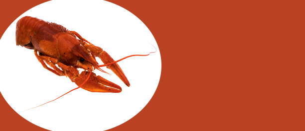 istock Cancer, seafood, on a white background in isolation, place under the text on a red background 1334909111