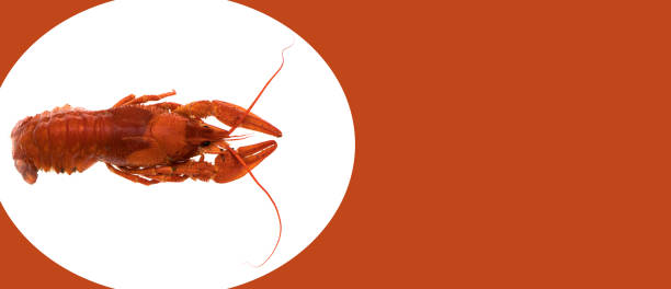 istock Cancer, seafood, on a white background in isolation, place under the text on a red background, view from the top 1334909122
