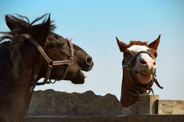 Funny Horse make smiling face