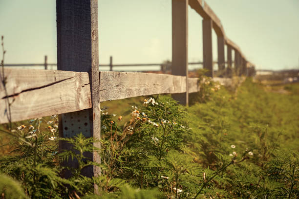 Simple rural scene with perspective effect and selective focus - grass and chamomile at the fence ranch. Calm peaceful landscape. Nature background.