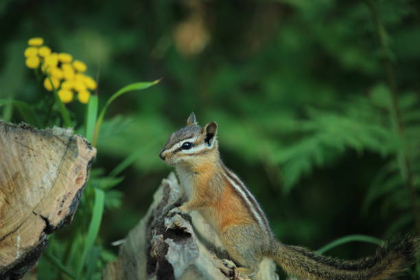 istock Least chipmunk on log with yellow flower 1334912971