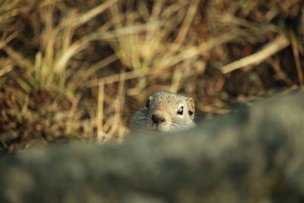 istock A Wyoming ground squirrel plays peekaboo 1334913018