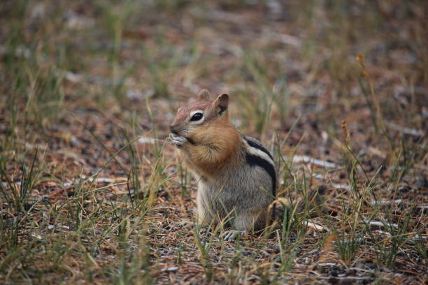 istock Golden Mantled Ground Squirrel in grass 1334913093