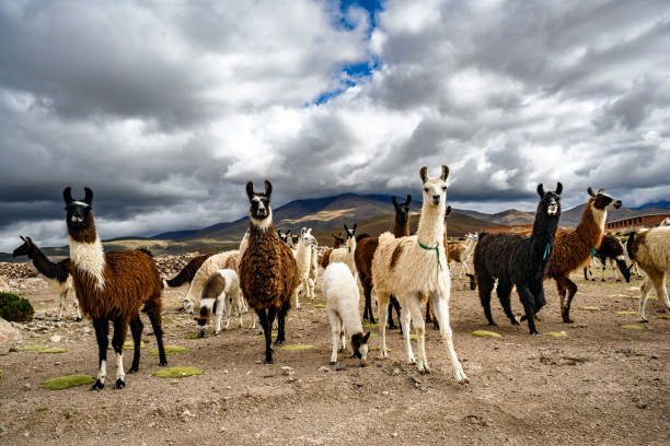 istock Llamas on the march. 1334913371