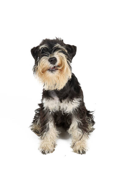 istock puppy dog isolated on white 1334914382