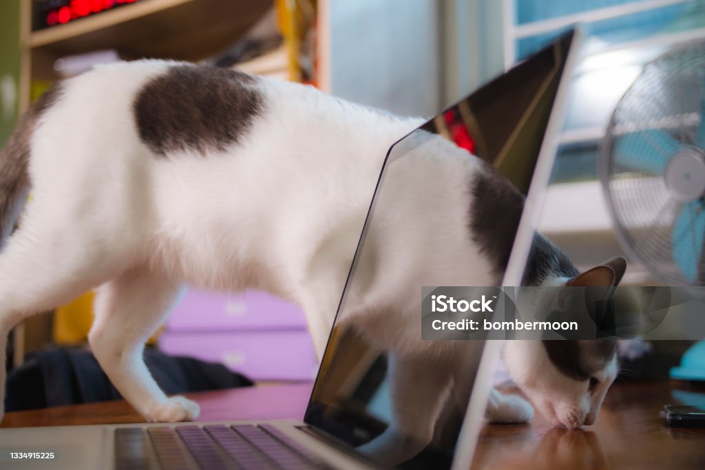 Cat Raging On A Computer Cat Is Disturbing While Working On A Computer Or Laptop Stock Photo ...