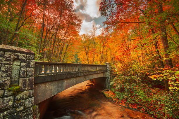 routes d’automne dans la forêt nationale de pisgah, caroline du nord, états-unis - autumn landscape usa country road photos et images de collection
